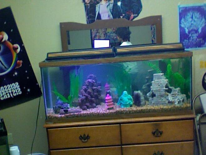 45 gallons freshwater fish tank (mostly fish and non-living decorations) - intense