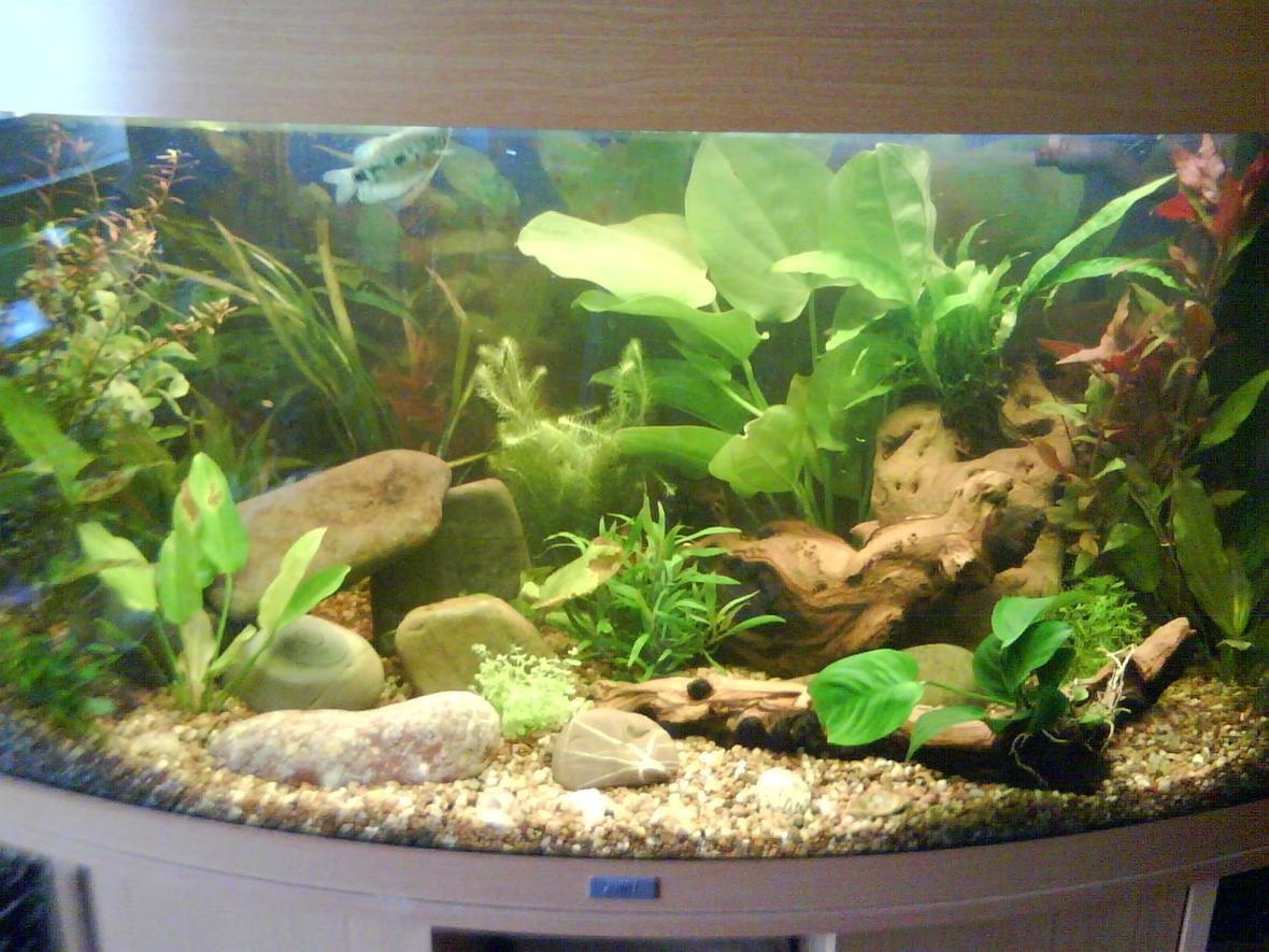 40 gallons planted tank (mostly live plants and fish) - My tank! Two weeks after setting up, 2 days after fully planting.