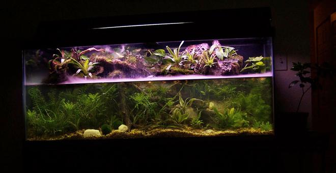 80 gallons planted tank (mostly live plants and fish) - My Paludarium  The best of both worlds, 2 waterfalls, all live plants.  Fogger to produce low clouds. 300 watts of light. 48" Orbit 4x65W SunPaq w/Lunar Lights/Fans (Current) + 40 watt Flora Glo fixture.   In the picture I had 140 watts of light.  Need to update since all the additions.  I now have 4 WPG.

Co2 Added.

The upper plants are bromeliads, tillandsia (Bulbosa and abdita), 2 types of moss, tropical sheet moss and pillow moss from Maryland, USA. I also have Pilea cadieri (small vine the grows fast) and 2 sweet potato vines that I just started, Devils Ivy and an unknown vine.  
. 
.                                                                   
The aquatic plants that I know the name of currently without digging out my sheets are the water onion, Water Hyacinth, Dracaena's (Ribbon Plants), Wisteria, Java Moss, Anubias, Aqua Fern and Umbrella Plants