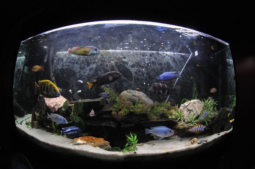 Rated #68: 77 Gallons Freshwater Fish Tank - African Cychlids