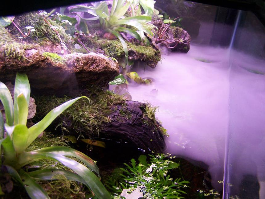 Rated #493: 80 Gallons Planted Tank - Another view.  Top of Tank.
