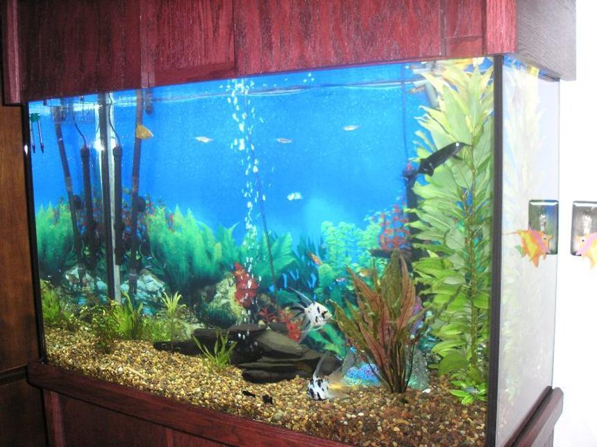 Rated #1921: 110 Gallons Planted Tank - 110 gallon fresh water with a wide variety of fish ( kribensous, blue ram,gold ram, neons, koi angels, red tail shark, kooli loach clown loach ,gold plecotomous,, elephant nose,black mollies,gold gouramis,variety of danios....ect..... right hand side established plants and newly planted plants on left side