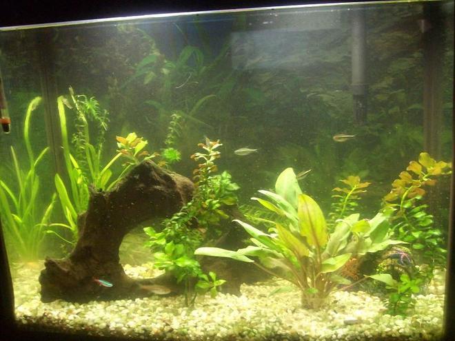 36 gallons planted tank (mostly live plants and fish) - My First 14g planted tetra tank