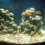 36 gallons freshwater fish tank (mostly fish and non-living decorations) - My First Lake Malawi Mbuna Cichlid Tank Picture Taken At 2 Weeks