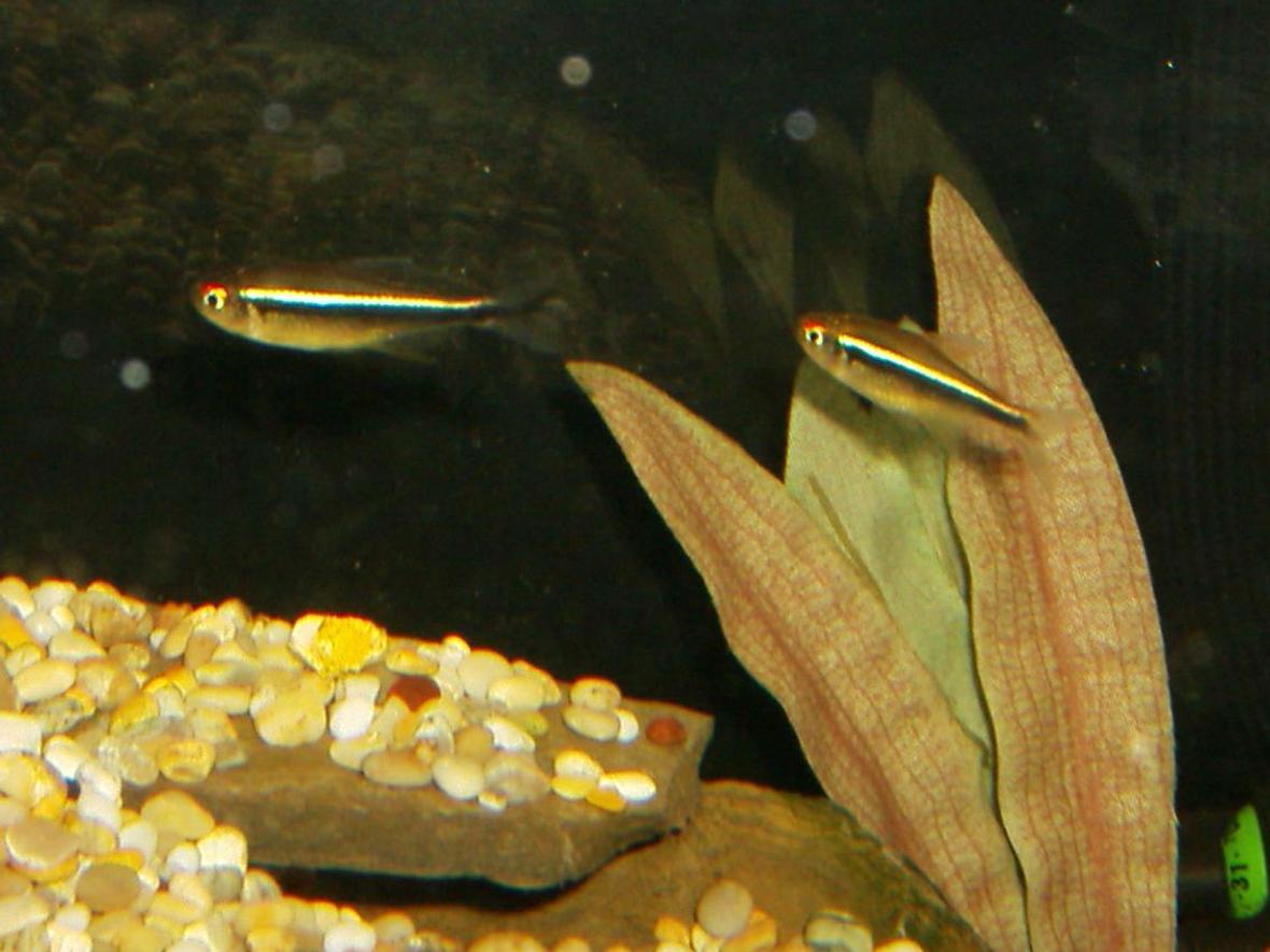 freshwater fish - hyphessobrycon herbertaxelrodi - black neon tetra stocking in 90 gallons tank - BLACK NEON TETRA'S