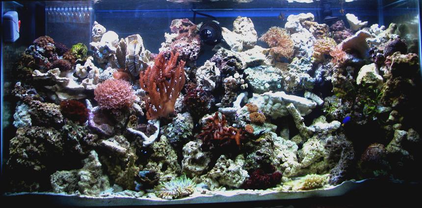 Rated #35: Corals Inverts - Ptilocaulis Sp. - Tree Sponge Stocking In 80 Gallons Tank - 80g reef in my office...