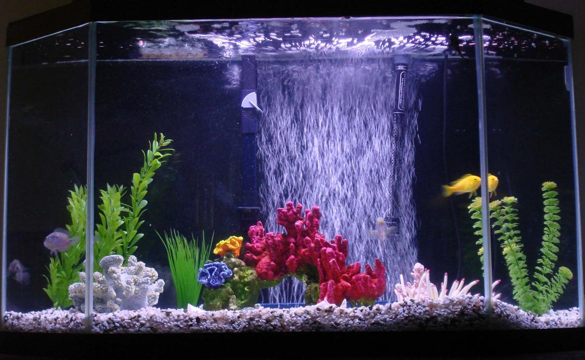 41 gallons freshwater fish tank (mostly fish and non-living decorations) - Just some home fun!