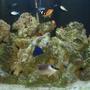 saltwater fish - siganus magnifica - magnificent foxface stocking in 144 gallons tank - 144 gallon half-circle