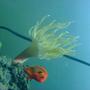 saltwater fish - centropyge loriculus - flame angelfish stocking in 157 gallons tank - anemone