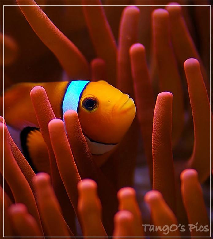 saltwater fish - amphiprion percula - true percula clownfish stocking in 150 gallons tank - false percula hosting in a RBTA