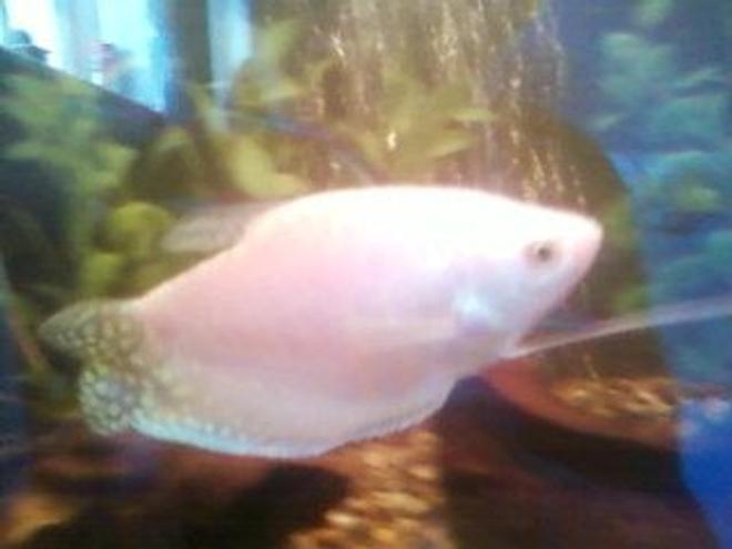 freshwater fish - trichogaster leeri - pearl gourami stocking in 40 gallons tank - This is 1 of my 2 Pearl Gouramis.
Sorry for the crap quality, bad camera.