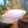 freshwater fish - trichogaster leeri - pearl gourami stocking in 40 gallons tank - This is 1 of my 2 Pearl Gouramis. Sorry for the crap quality, bad camera.
