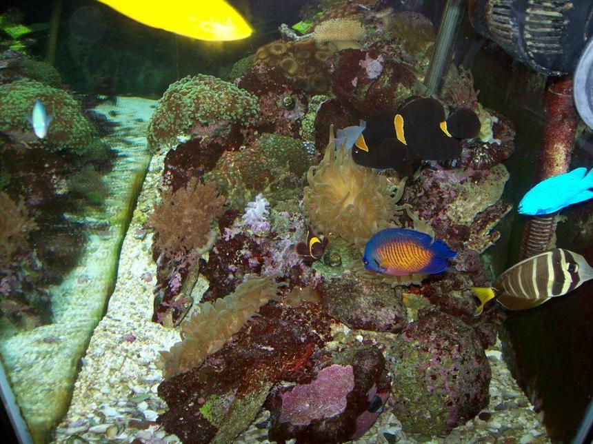 Rated #77: Saltwater Fish - Centropyge Bispinosa - Coral Beauty Angelfish Stocking In 90 Gallons Tank - just pics