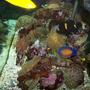 saltwater fish - centropyge bispinosa - coral beauty angelfish stocking in 90 gallons tank - just pics