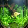 5 gallons planted tank (mostly live plants and fish) - My yellow halfmoon betta named Mojito