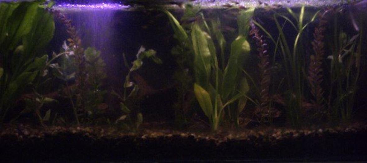 60 gallons planted tank (mostly live plants and fish) - My Big Tank. Tank#1