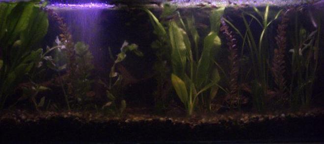 60 gallons planted tank (mostly live plants and fish) - My Big Tank. Tank#1