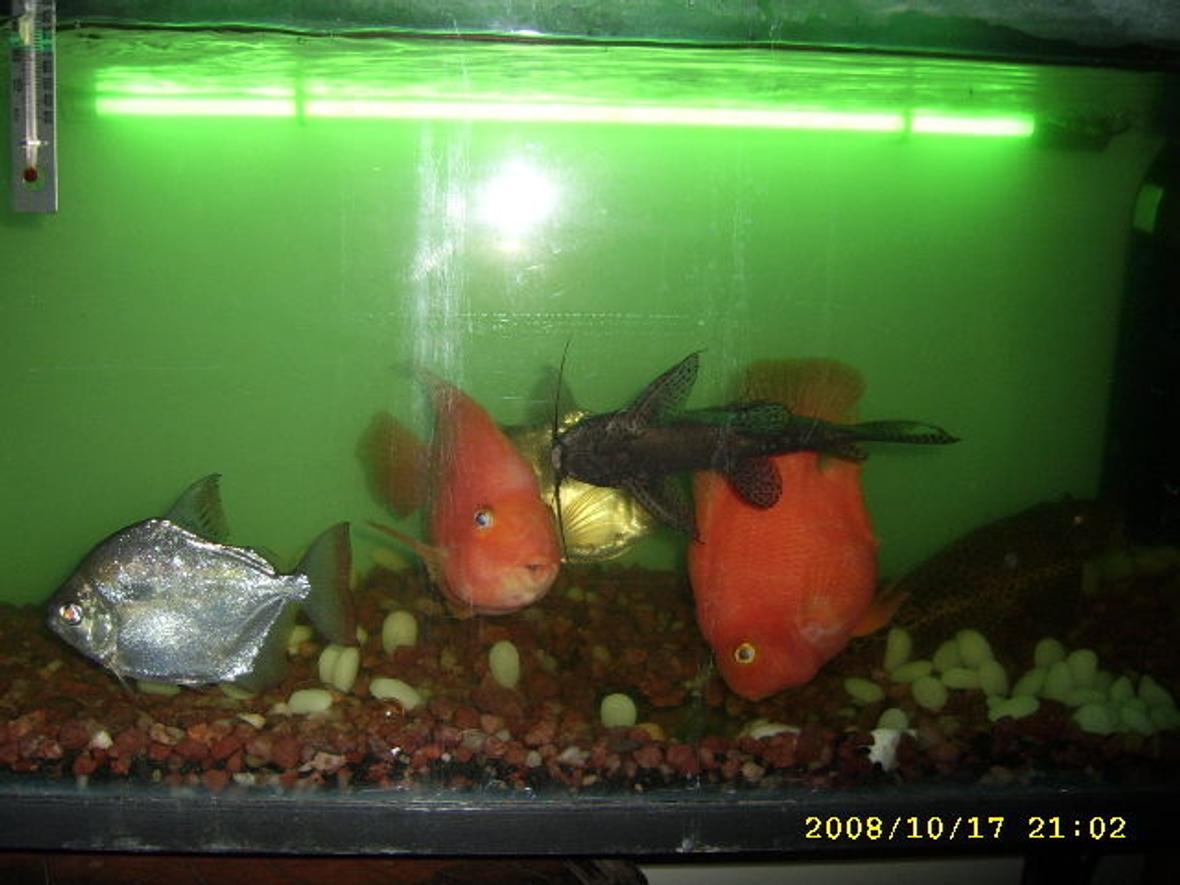 freshwater fish - heros severus x amphilophus citrinellum - blood parrot stocking in 32 gallons tank - The 5 i love