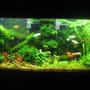 90 gallons planted tank (mostly live plants and fish) - Planted tank with variety of plants and fish