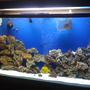 75 gallons saltwater fish tank (mostly fish, little/no live coral) - 1
