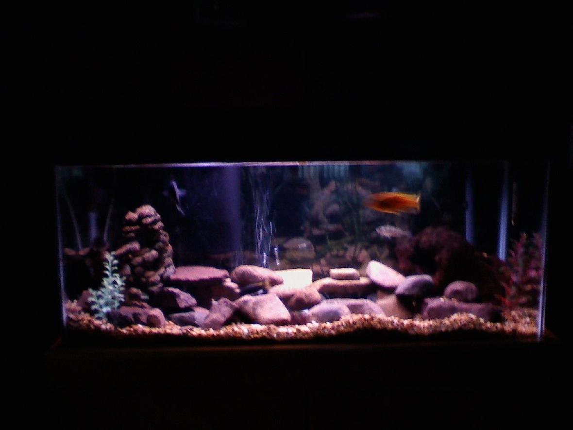 30 gallons freshwater fish tank (mostly fish and non-living decorations) - my lake malawi setup I also have 2 cichlids from lake kyoga also