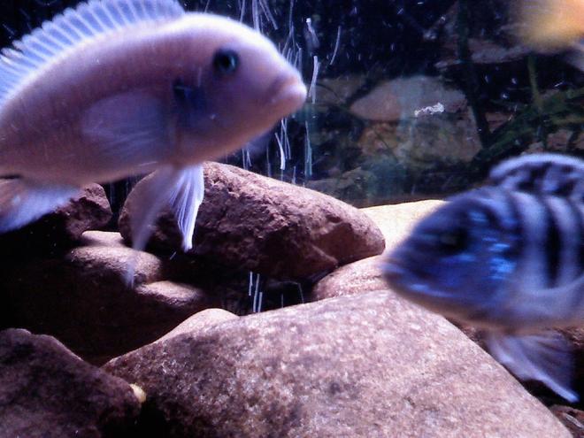 freshwater fish - pseudotropheus socolofi (albino) - albino socolofi stocking in 30 gallons tank - powder blue lab.