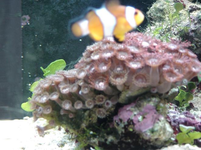 corals inverts - zoanthus sp. - colony polyp stocking in 14 gallons tank - These polyps are great and hardy. I almost lost them but it was a careless mistake, but in no time recovered and reproduced within no time.