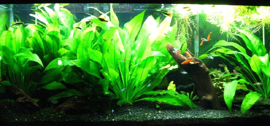 Rated #99: 55 Gallons Planted Tank - My 55 gallon planted, community tank.