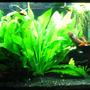 55 gallons planted tank (mostly live plants and fish) - My 55 gallon planted, community tank.