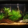 29 gallons planted tank (mostly live plants and fish) - My Planted Aquarium.