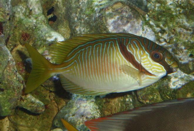 saltwater fish - siganus doliatus - scribbled rabbitfish stocking in 144 gallons tank - Scribbled Rabbitfish