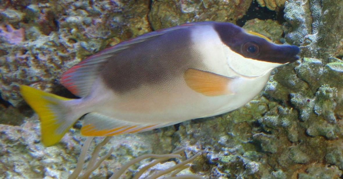 saltwater fish - siganus magnifica - magnificent foxface stocking in 144 gallons tank - Majestic Foxface