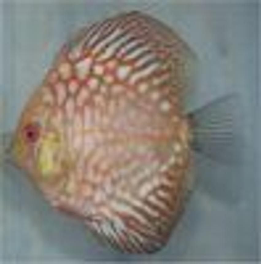 Rated #2446: Freshwater Fish - Symphysodon Sp. - Red Panda Discus Stocking In 175 Gallons Tank - this is not my fish but it is
what I want