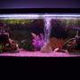 80 gallons freshwater fish tank (mostly fish and non-living decorations) - Fish are a little blurry! Dam Camera :)