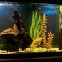 55 gallons freshwater fish tank (mostly fish and non-living decorations) - 55 gallon freshwater tank