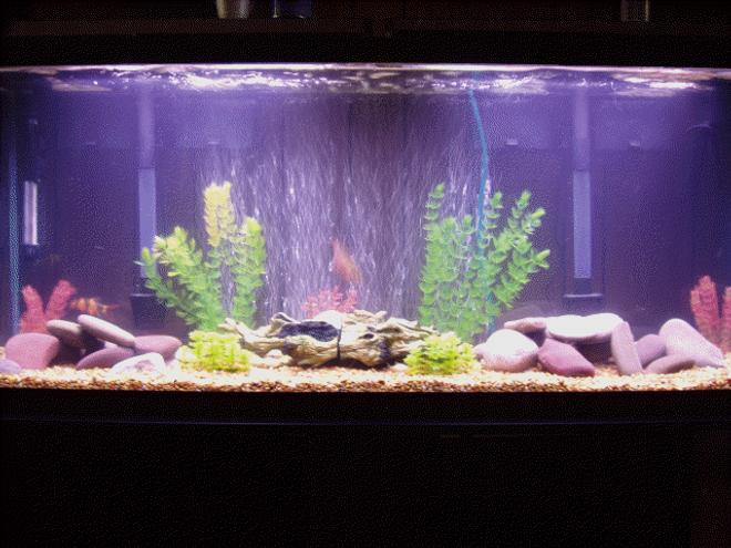 60 gallons freshwater fish tank (mostly fish and non-living decorations) - 60 gal oscar/lclown loach tank