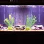 60 gallons freshwater fish tank (mostly fish and non-living decorations) - 60 gal oscar/lclown loach tank