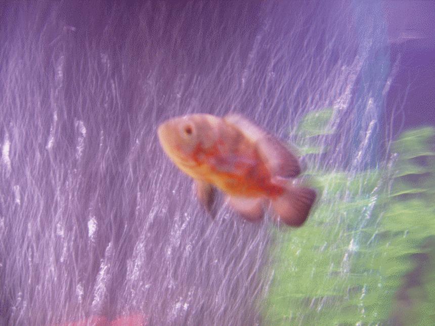Rated #2174: Freshwater Fish - Astronotus Ocellatus - Albino Oscar Stocking In 60 Gallons Tank - Jerry my oscar:) still a baby