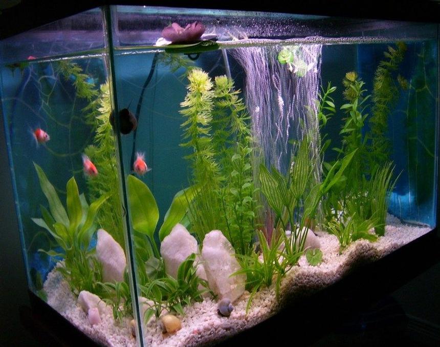 Rated #1670: 33 Gallons Freshwater Fish Tank - Pearlscale goldfish and Brig snails.