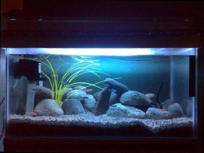 15 gallons freshwater fish tank (mostly fish and non-living decorations) - It is just an ordinary Freshwater tank.. with rock settings... i have added an Blue Marine light and a Black light for Ornamental purpose and an Plastic Plant !! using an SHANDA powerhead ! normal under gravel filtration