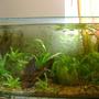 50 gallons planted tank (mostly live plants and fish) - mmy planted tank..nature setup...diffused sunlight as lighting..no co2.. no filters.. everything is natural...takes time to setup and laterate substrate and the right mix of plants and fish..!!