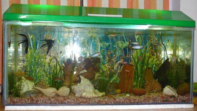 50 gallons planted tank (mostly live plants and fish) - 3ft*1ft*1.5ft undergravel and power filterations..few live plants valisineria and hydrialla..lots of decor shells coral fossils bogwood rocks..2 20watts flurascent lights..lots of fish...