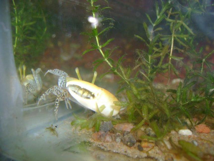 Rated #59: Corals Inverts - Watermelon Fiddler Crab Stocking In 50 Gallons Tank - watermelon fiddler crab male...bracish water tank... hydrila plant