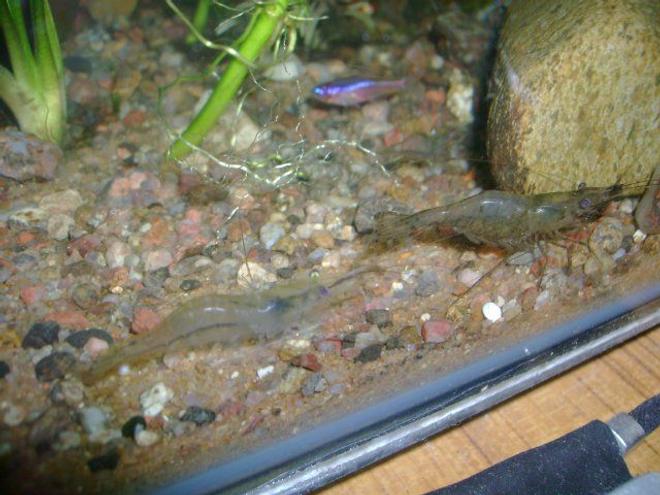 corals inverts - paleomonetes sp. - ghost shrimp stocking in 50 gallons tank - ghost shrimp male and female...