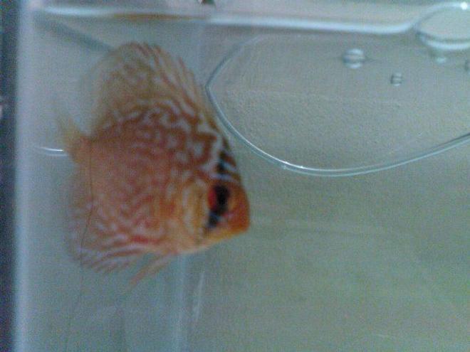 freshwater fish - symphysodon sp. - red panda discus stocking in 50 gallons tank - discus