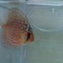 freshwater fish - symphysodon sp. - red panda discus stocking in 50 gallons tank - discus