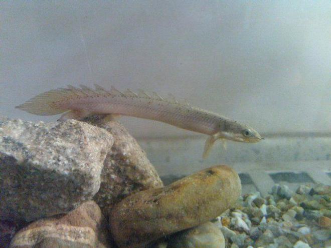 freshwater fish - polypterus senegalus - cuvier bichir stocking in 50 gallons tank - senegalus bichir