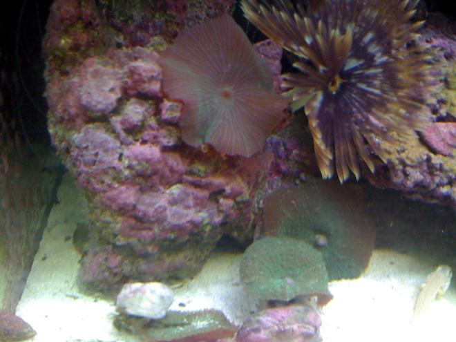 corals inverts - actinodiscus sp. - red mushroom stocking in 120 gallons tank - Mushrooms and feather duster