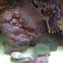 corals inverts - actinodiscus sp. - red mushroom stocking in 120 gallons tank - Mushrooms and feather duster