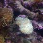 corals inverts - euphyllia glabrescens - torch coral stocking in 120 gallons tank - pearl 3 heads